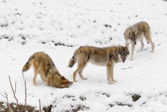 Two grey wolves (Canis lupus lupus) stand on a snow-covered meadow, a third wold is rolling on the