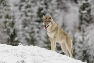 A young grey wolf (Canis lupus lupus) stands on a sloping, snow-covered meadow on a cold, cloudy
