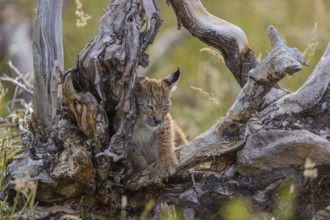 One young (10 weeks old) male Eurasian lynx, (Lynx lynx), stands between the roots of a rotten tree
