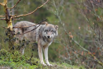 A male grey wolf (Canis lupus lupus) stands in a meadow behind a dead tree on a hill