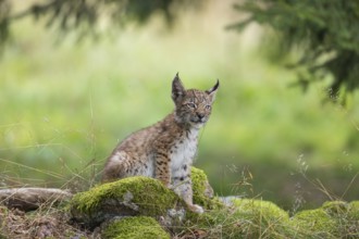 One young (10 weeks old) male Eurasian lynx, (Lynx lynx), sitting on mossy rocks at a forest edge