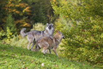 Two Eurasian gray wolves (Canis lupus lupus) play with each other in a meadow on a hill