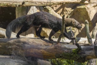 A Tayra (Eira barbara) runs on branches of a fallen tree