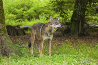 An adult male eurasian gray wolf (Canis lupus lupus) stands at the edge of the forest and watches