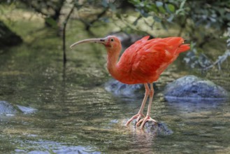 A scarlet ibis (Eudocimus ruber) stands on a stone lying in the shallow water of a riverbank and