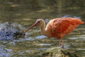A scarlet ibis (Eudocimus ruber) stands in the shallow water of a riverbank and searches for food