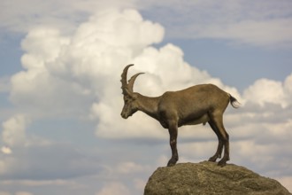 A male ibex (Capra ibex) stands on a rock. Behind him is a sky with interesting clouds