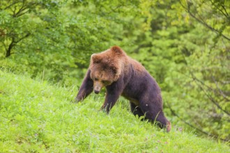 A young male Eurasian brown bear (Ursus arctos arctos) crosses a green meadow on a hilltop