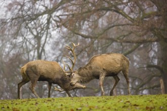 Two red deer (Cervus elaphus) stand in a meadow on a foggy day and playfully fight outside the