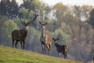 A red deer (Cervus elaphus) family of a stag, a hind and a calf stands in a meadow. A forest in