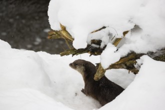 An adult otter (Lutra lutra) runs over snowy, hilly terrain
