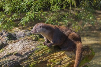 One Eurasian otter (Lutra lutra), rests on a log lying in the water