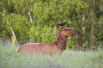 A female wapiti (Cervus canadensis) rests in a green meadow in the early morning. A western jackdaw