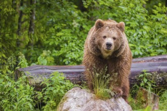 A female eurasian brown bear (Ursus arctos arctos) stands on a rock lying at a forest edge in early