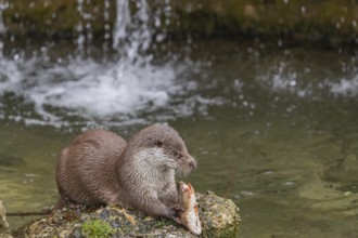 One Eurasian otter (Lutra lutra), sitting on a rock and feeding on a fisch. A little cascade in the
