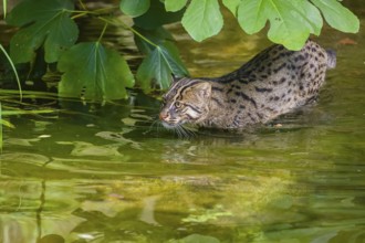 A fishing cat (Prionailurus viverrinus) swimming in a little river with dense green vegetation