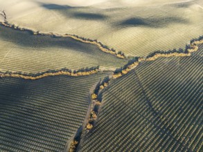 Cultivated almond trees (Prunus dulcis) and streams with riverine vegetation in the Campiña