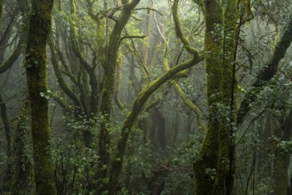 Laurel trees with mosses and lichens. Light fog. Garajonay National Park, La Gomera, Canary