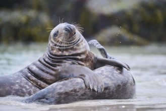 Grey seal (Halichoerus grypus) playing with each other in the water, sea, Düne, Helgoland,