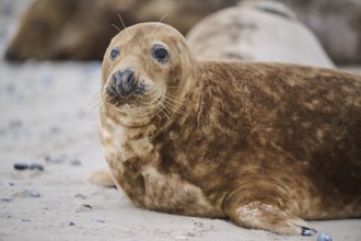 Grey seal (Halichoerus grypus), portrait, on the beach, Düne, Helgoland, Schleswig-Holstein,