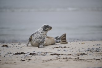 Grey seal (Halichoerus grypus) lying on the beach, Düne, Helgoland, Schleswig-Holstein, Germany,