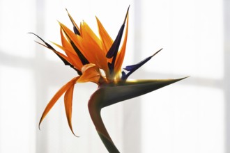 Bird of paradise flower, Strelitzia flower (Strelitzia reginae), Germany, Europe