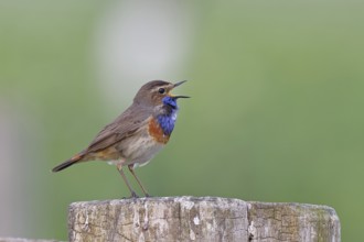 Bluethroat (Luscinia svecica cyanecula), male, singing on a pasture fence post, wildlife, Lembruch,