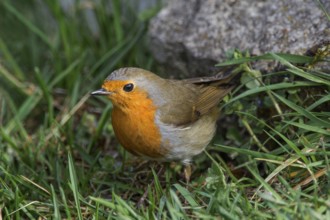 A robin (Erithacus rubecula) foraging in the grass near a stone in a natural environment,