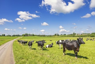 Dairy cattles on a green grass meadow by a gravel road in the countryside a sunny summer day with a