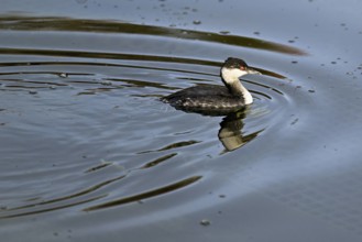 Slavonian Grebe (Podiceps auritus), adult, in adult plumage, winter plumage, swimming in Lake Zug,