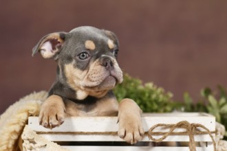 Cute Lilac tan French Bulldog dog puppy in front of brown background