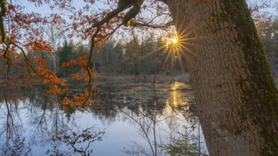 View past an oak tree to a pond in the primeval forest of the Wildeshauser Geest, Emstek,