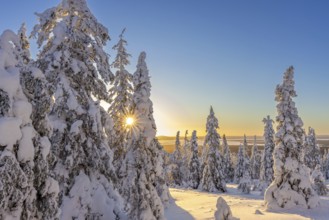 Tykky forest, snow covered spruce trees on the taiga at sunrise in winter, Riisitunturi National