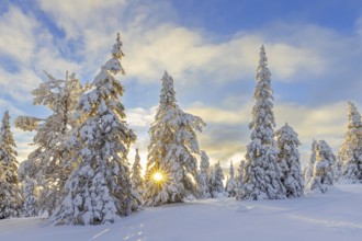 Tykky forest, snow covered spruce trees on the taiga at sunrise in winter, Riisitunturi National