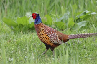 Pheasant, hunting pheasant (Phasianus colchicus), adult male bird in a meadow, wildlife, Lembruch,