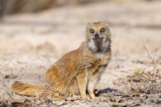Yellow mongoose (Cynictis penicillata), in the dessert on a sunny day, captive
