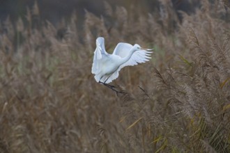 Great White Egret (Egretta alba) Germany