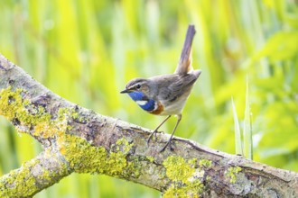 Bluethroat (Luscinia svecica cyanecula) Male Germany