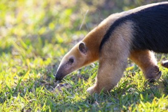Southern tamandua (Tamandua tetradactyla) Pantanal Brazil