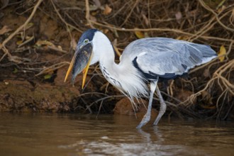 Cocoi Heron (Ardea cocoi) Pantanal Brazil