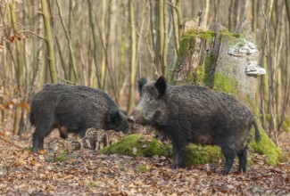 Wild boar, wild boar (Sus scrofa) two bucks and young boar looking for food in the forest, Germany,