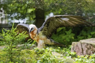 Bearded vulture (Gypaetus barbatus) captive Germany