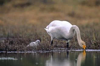 Whooper swan. Cygnus cygnus. Whooper swan drinking at a pond with a cygnet close by. Kuusamo area.