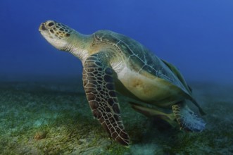 Underwater photo Large specimen of green turtle (Chelonia mydas) Green turtle swimming over