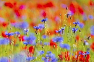 Cornflowers (Centaurea cyanus) in bloom among poppies, Saxon Switzerland, Saxony, Germany, Europe
