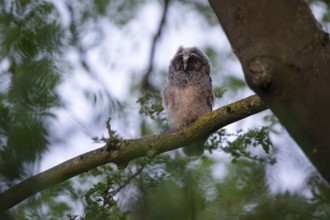Long-eared owl (Asio otus), young bird, nest fledgling, Bottrop, Ruhr area, North Rhine-Westphalia,