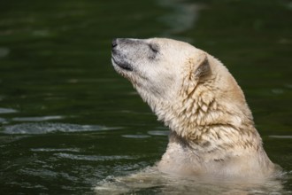 Polar bear (Ursus maritimus) swimming in the water, captive, Germany, Europe