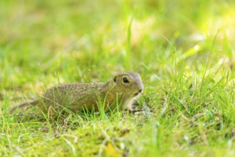 European ground squirrel (Spermophilus citellus) on a meadwo, Bavaria, Germany, Europe