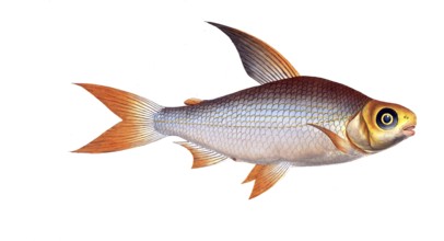 Fish, Fishes, Salmon family, Salmo edentulus, the toothless salmon, Salmon, Historical, digitally