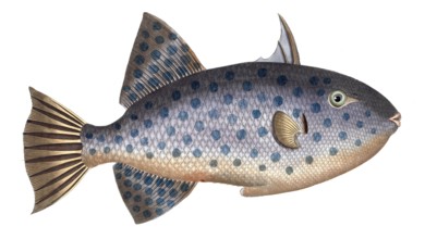Fish, Fishes, Balistes maculatus, White-spotted Triggerfish, Rough Triggerfish, The long File-Fish,